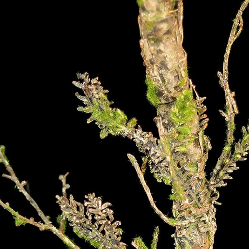 New Withered Vines Artificial  – Christmas Tree Artificial Bewertung und Preis